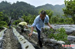 <b>湖北宣恩：产业扶贫“进村入户”</b>