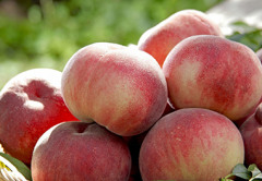 <b>农户承包佘山400亩“花果山”打造精品桃园</b>