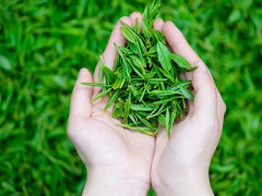 <b>云南大山深处致富新“茶经”（图）</b>