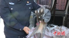 <b>云南一男子猎杀白腹锦鸡做装饰品被追刑责(图)</b>