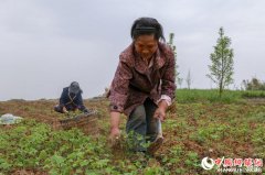 <b>四川北川：脱贫不脱政策 产业托起致富希望</b>