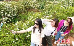 <b>江西泰和千亩栀子花盛开 香飘山谷游人醉</b>