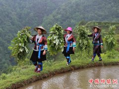 <b>立夏苗山农事忙</b>