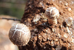 <b>食用菌育种技术进步 不再“盲人摸象”</b>