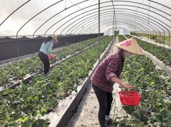 <b>这是重庆的“北极” 却有一个四季果园</b>