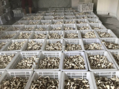 <b>安徽淮南菇盛食用菌科技有限公司推出的“公司+基地+农户”食用菌产销模式</b>
