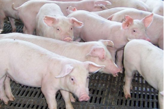 <b>农业农村部进一步加强生猪屠宰质量安全监管工作</b>