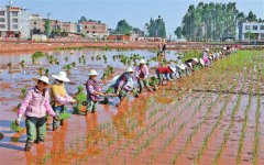 <b>云南：抢收抢种真忙</b>