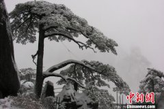 <b>安徽黄山迎客松入选“中国最美古树”</b>