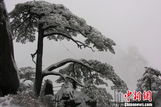 安徽黄山迎客松入选“中国最美古树”