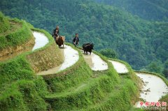 <b>贵州榕江：初夏苗寨梯田美</b>