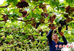 <b>河北滦县：种植葡萄促增收</b>