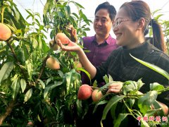 <b>山东郯城：“亲土种植”地健康 丰收瓜甜果飘香</b>