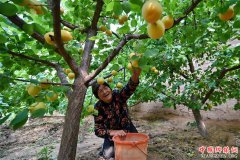 <b>山西：运城市冯张村大棚甜杏抢“鲜”上市</b>