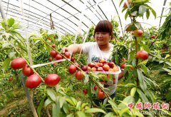 <b>河北邢台：新鲜油桃上市了！</b>