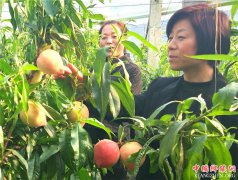 <b>山东郯城：“鲜机”早桃抢市场  春雪丰收采摘忙</b>