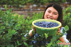 <b>泸州：纳溪新乐镇200亩蓝莓可采摘了</b>