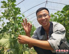 <b>山东郯城：“金典”甜瓜结满棚 每个3元不够卖</b>