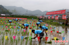 <b>宜宾兴文：插秧比赛乐趣多 人勤业兴农耕忙</b>