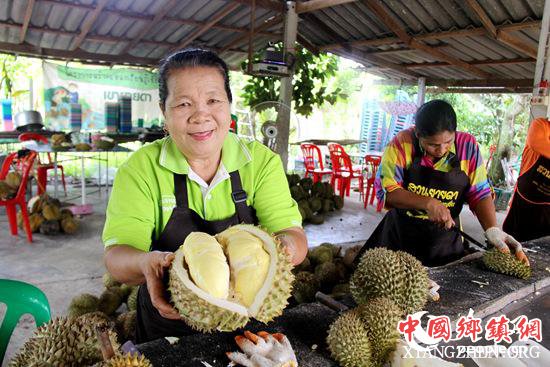 亚达水果园主人苯成正在切刚采摘的榴莲，供游客品尝。记者孙广勇摄