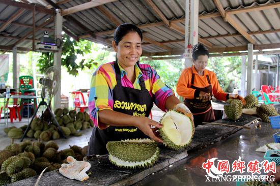 亚达水果园的果农正在切刚采摘的榴莲，供游客品尝。记者孙广勇摄