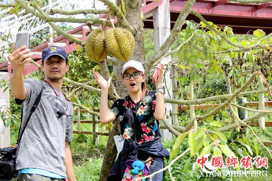 罗勇府亚达果园种植的优质榴莲吸引很多游客留影。记者孙广勇摄