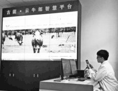 <b>泸州古蔺县：用手机“养”好牛</b>