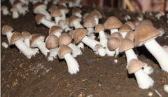 <b>贵州：贵安新区种植食用菌 带动村民共同致富</b>