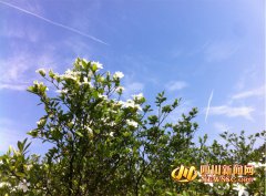 <b>5月18日 宜宾翠屏区佛现山举办栀子花节</b>