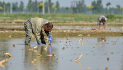 <b>夏日种藕正当时</b>