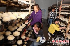 <b>重庆永川：采摘银耳大赛 助力农村妇女科技致富</b>