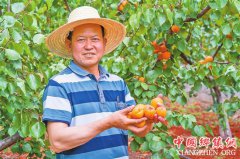 <b>昆明：东川甜杏熟了</b>