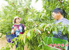 <b>三门峡渑池县红樱桃带火 美丽乡村游</b>