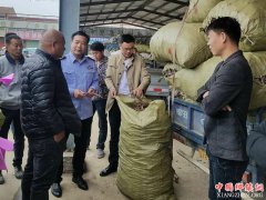 <b>安徽：华佗镇开展药品药材市场专项整治行动</b>