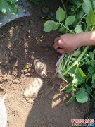 <b>陕西杏林镇：“彩色马铃薯”预计半月后上市！</b>