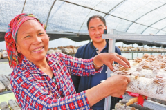 <b>楚雄牟定县：大棚菌子铺出致富路</b>