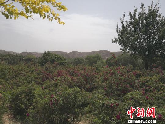 甘肃永登玫瑰花种植成产业“以花促旅”助农增收