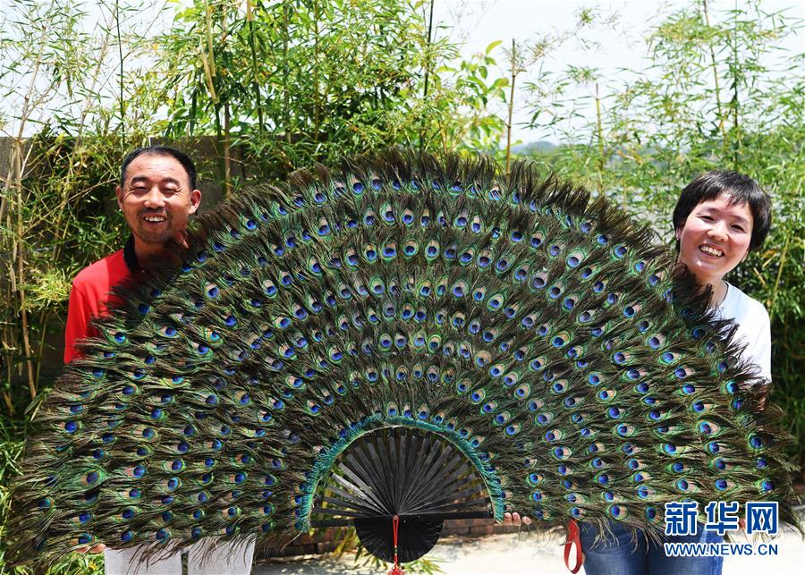 （走基层 听民声）（5）孔雀开启“致富屏”