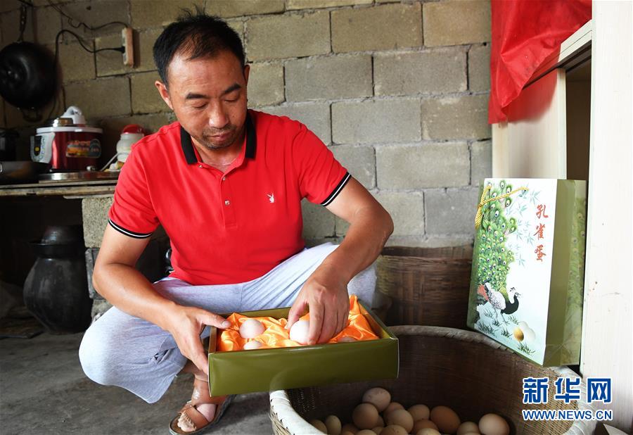 （走基层 听民声）（6）孔雀开启“致富屏”