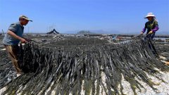 <b>“海带之乡”收成忙</b>