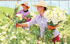<b>红河州特色花卉产业高效发展</b>
