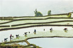 <b>哈尼山寨成了“网红”村</b>