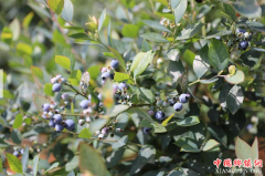 <b>云南：安宁县街蓝莓成熟 五百余亩可供采摘</b>