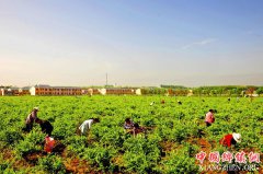 <b>河南淅川：金银花开助力脱贫攻坚</b>