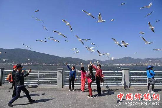 ▲昆明，滇池边的红嘴鸥和游客。云南省旅游市场秩序整治领导小组办公室对2017年4月15日以来各州、市旅游市场综合监管工作开展了1轮试考核、3轮正式考核。3轮正式考核中，昆明市综合排名倒数第一名。