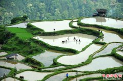 <b>贵州黎平：“千牛同耕”展农耕文化</b>