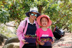 <b>福建漳州港：杨梅熟了</b>