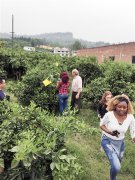 <b>重庆：万州玫瑰香橙 北上广深抢着买</b>