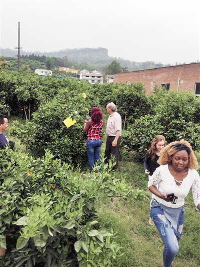 【区县联动】【万州】万州玫瑰香橙 北上广深抢着买
