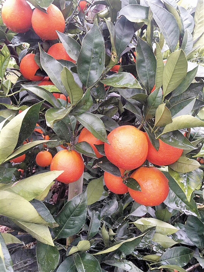 【区县联动】【万州】万州玫瑰香橙 北上广深抢着买